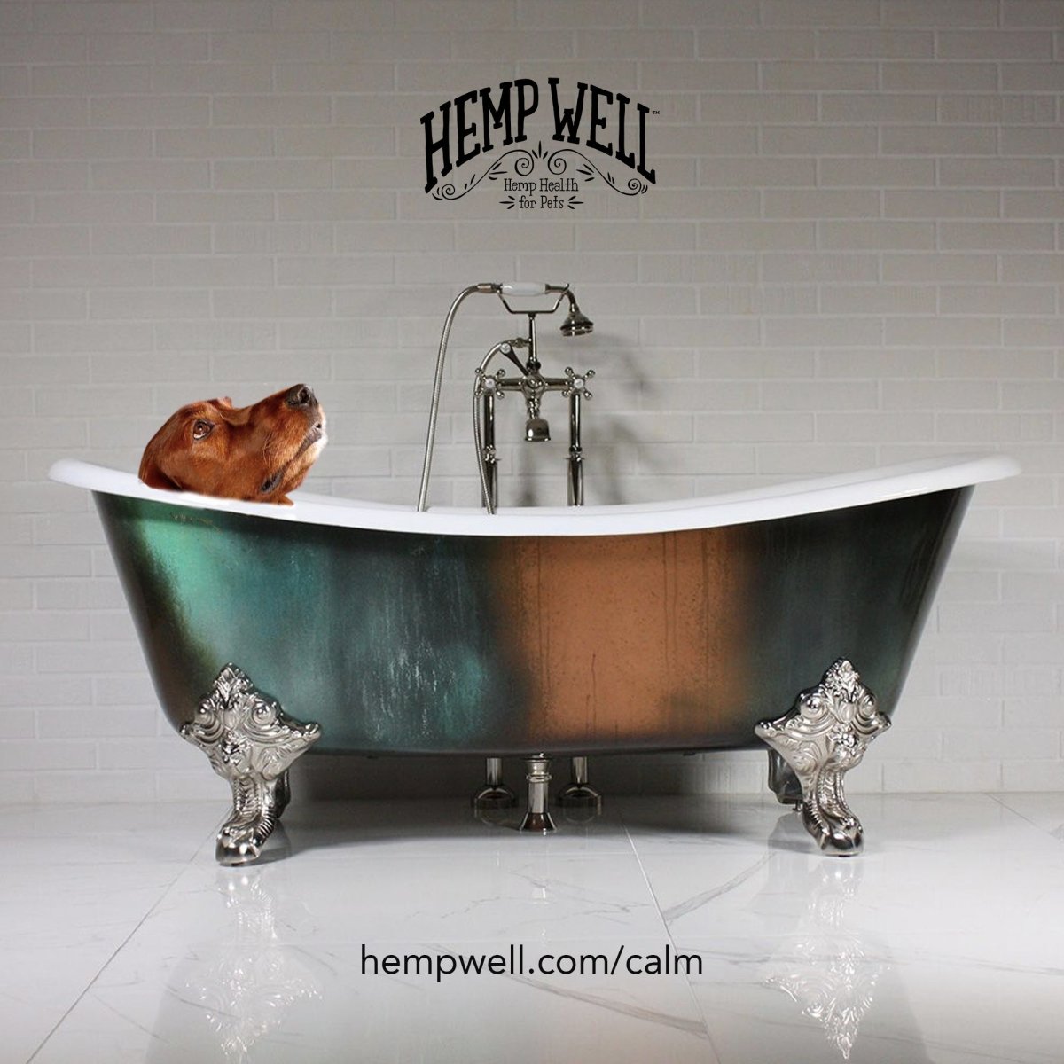 5 Tips to Help Your Dog Stay Calm at the Groomer - Hemp Well
