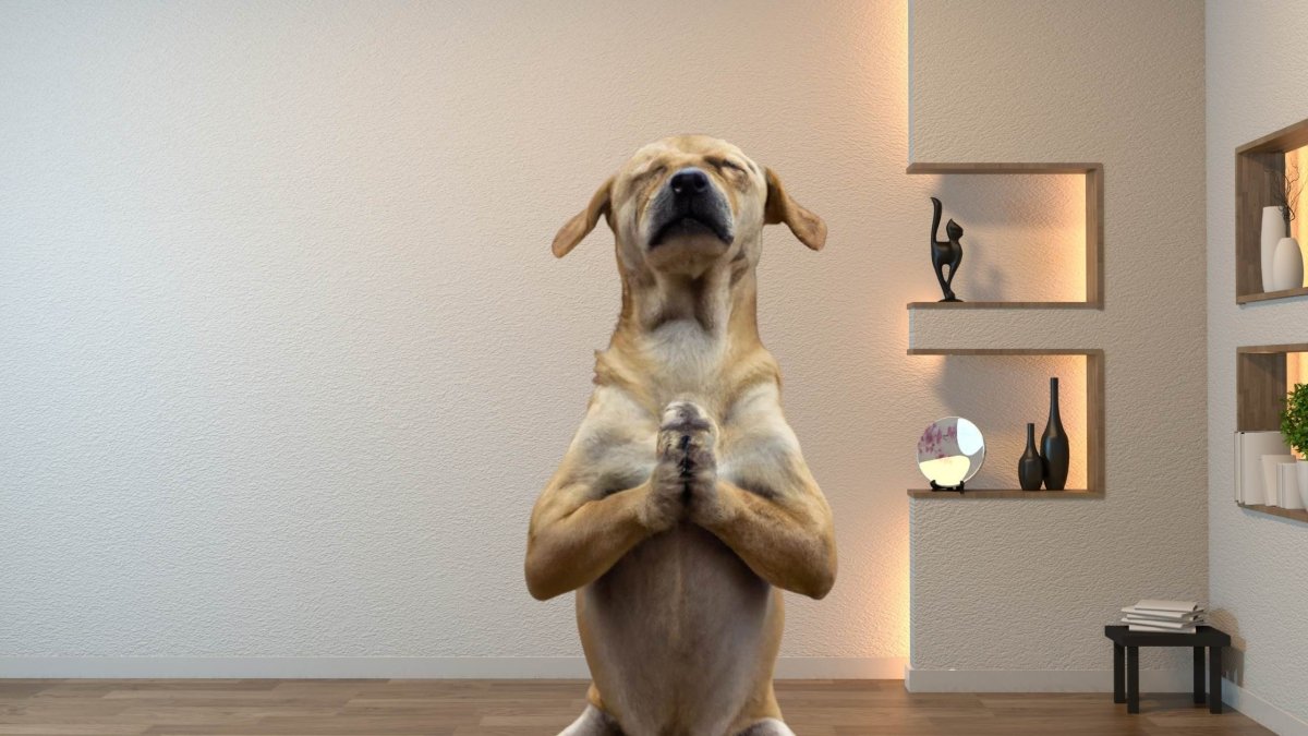 Activating Your Dog's Cannabinoid Receptors Naturally - Hemp Well