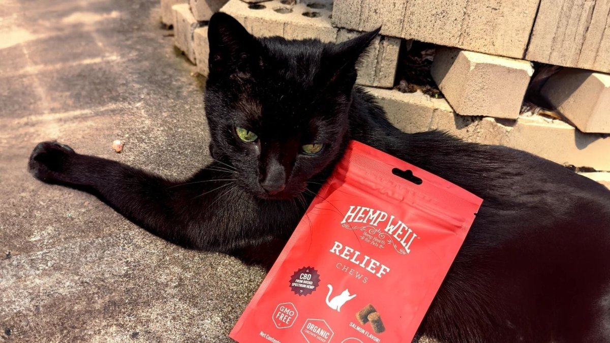 Benefits of CBD for Cats and How Hemp Well Supports Feline Wellness - Hemp Well