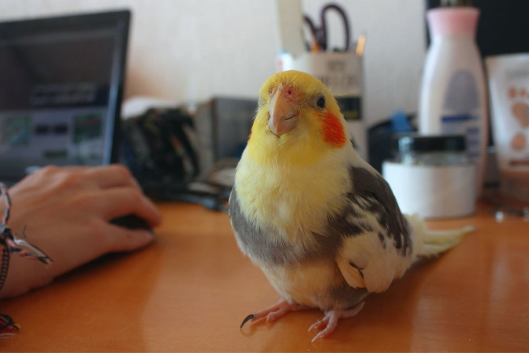Birds Rule the Roost: Top 5 Reasons Why Feathered Friends are the Ultimate Pets