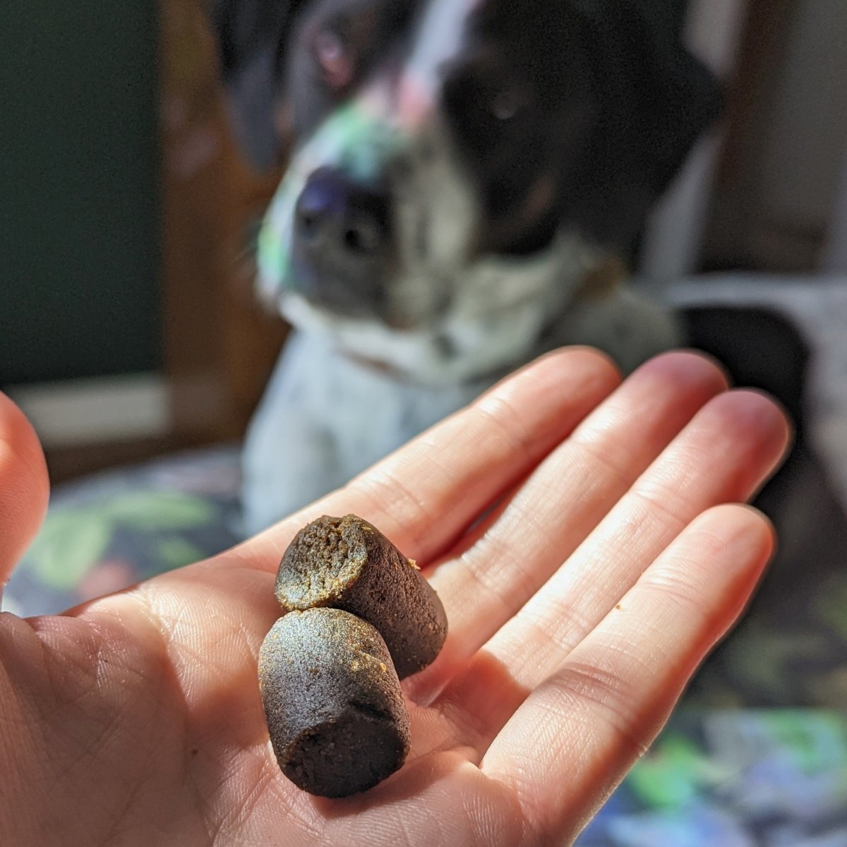 CBD dog treats for joint pain - Hemp Well