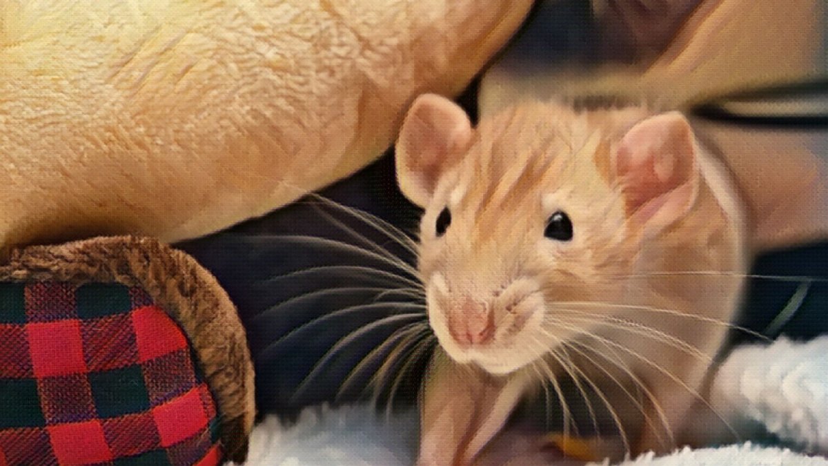 Dog Parents Keep Your Home Rodent Free - Hemp Well