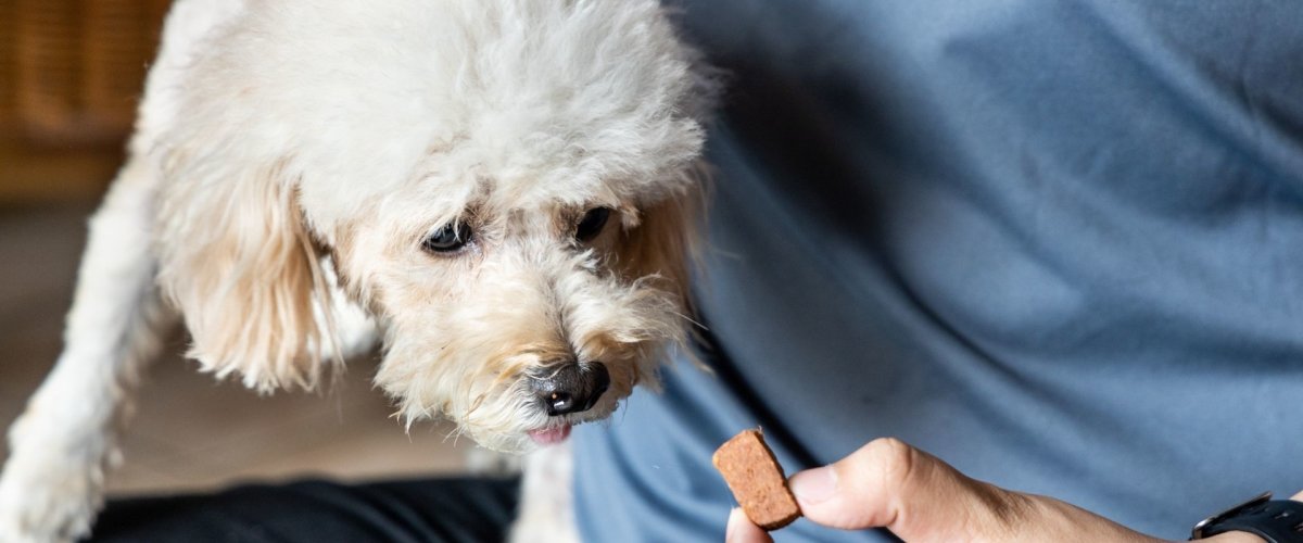 Heartworm Prevention for Dogs - Hemp Well