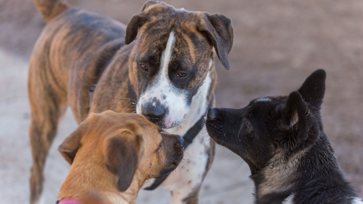 How To Create A More Social Dog - Hemp Well