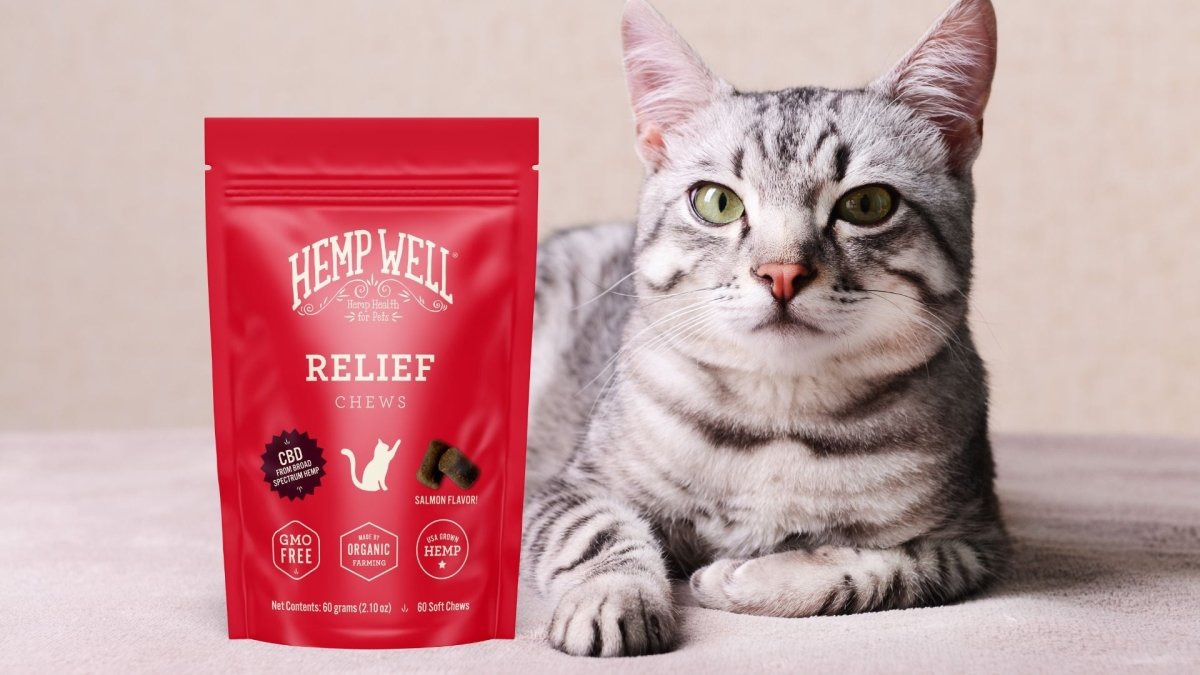 Is CBD oil good for cats? - Hemp Well