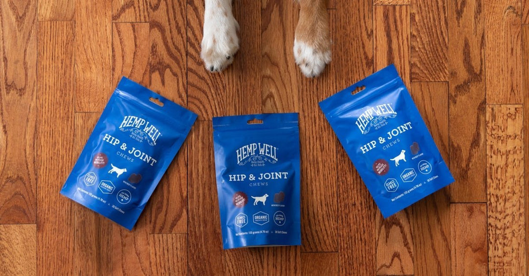 Most Popular Dog Breeds of 2024