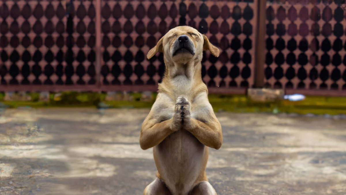 Separation Anxiety In Dogs: What Is It and How To Help? - Hemp Well