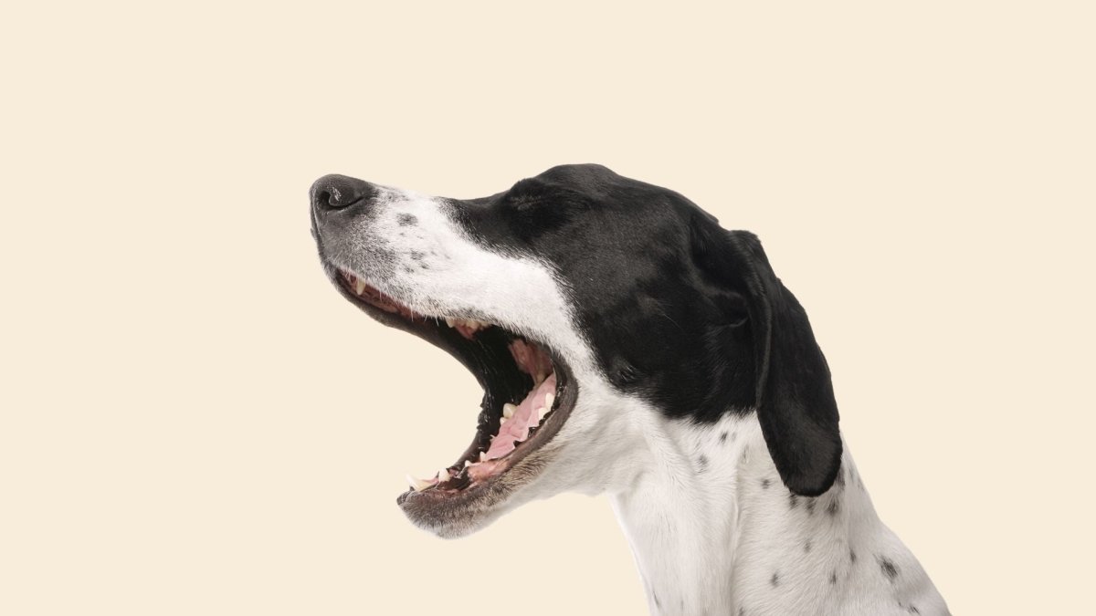 Singing to your pet benefits you both - Hemp Well