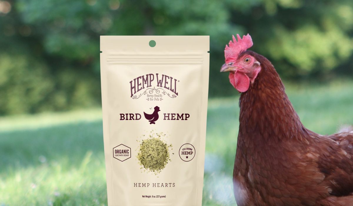 The Benefits of Hempseeds for Pet Chickens - Hemp Well