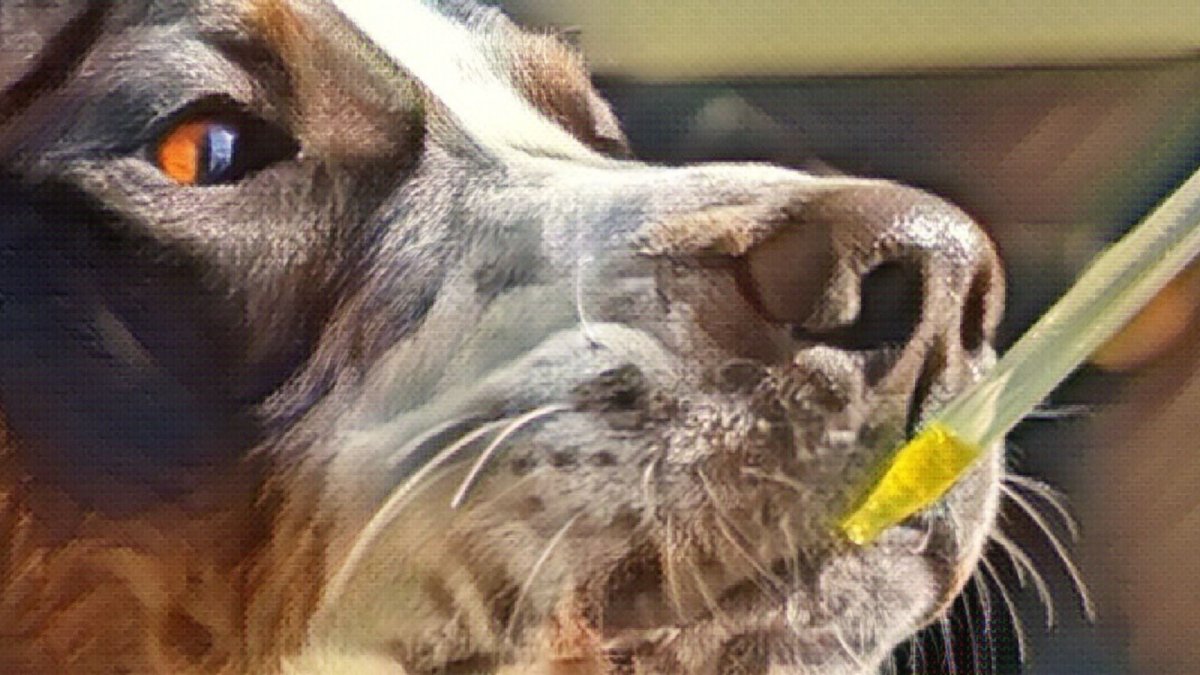The Best CBD For Dogs - Hemp Well