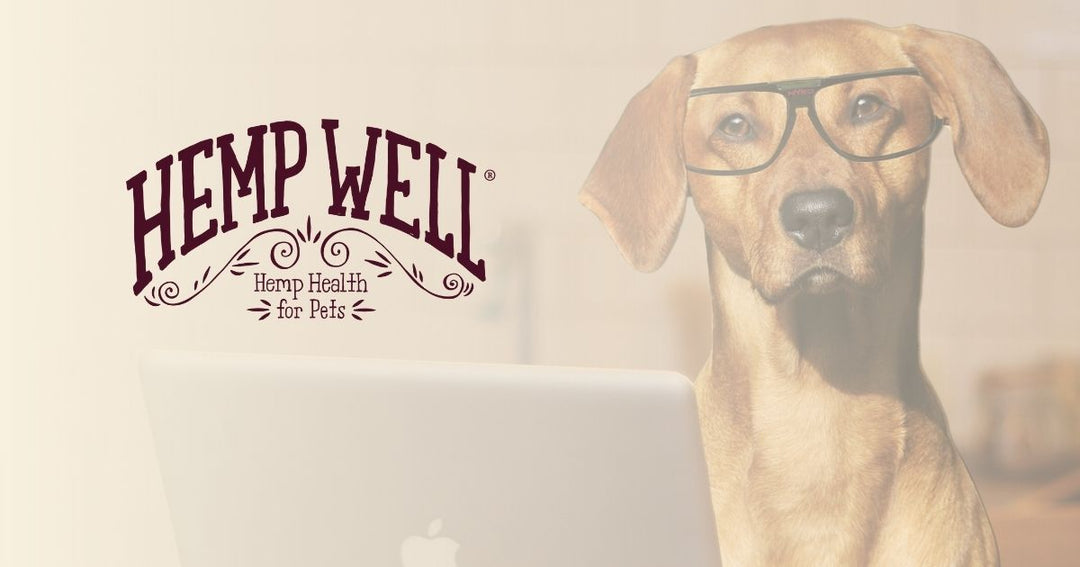 The Dog’s Gut–Brain Connection: How Your Pup’s Microbiome Shapes Their Mood, Behavior, and Longevity