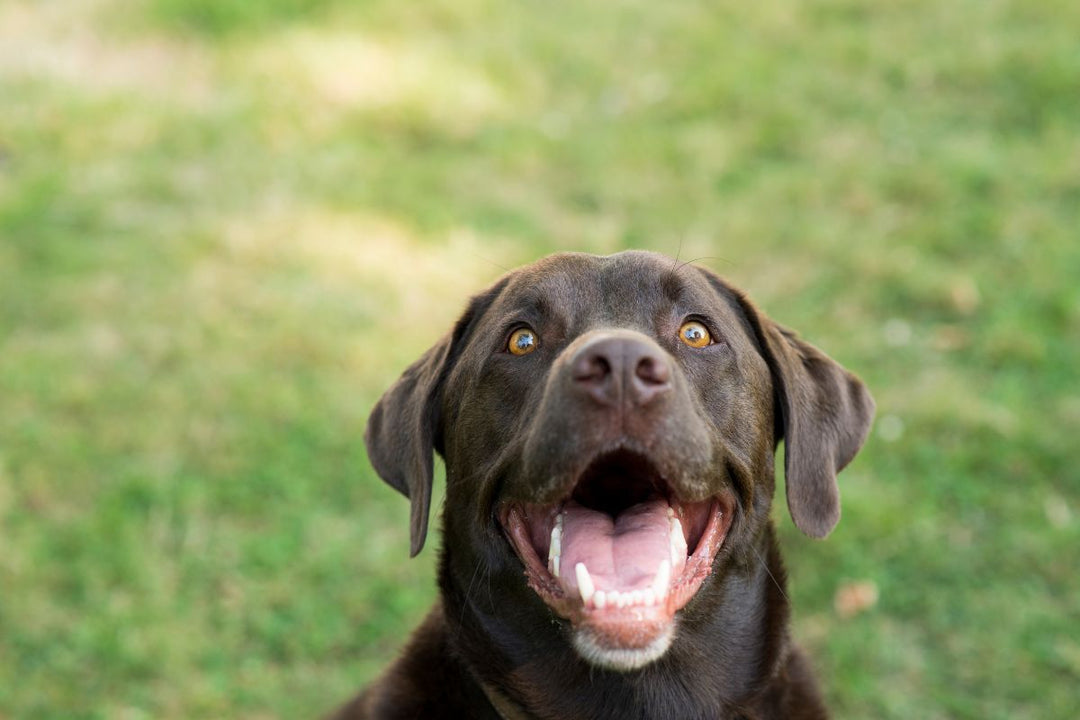 Top 5 largest gifts given to a dog