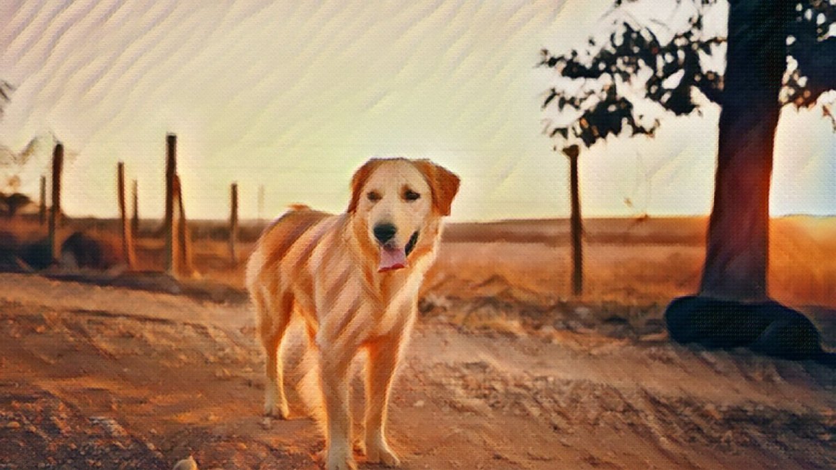 Top 5 Smartest Dog Breeds (According to Science) - Hemp Well