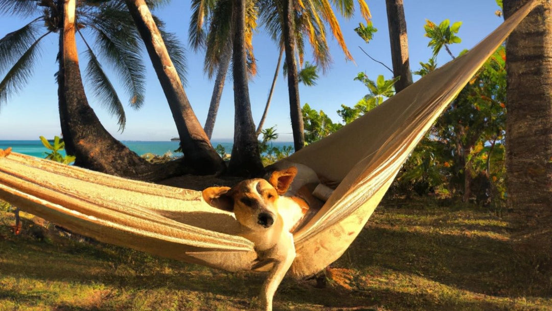 Top 7 Vacation Destinations For Dogs
