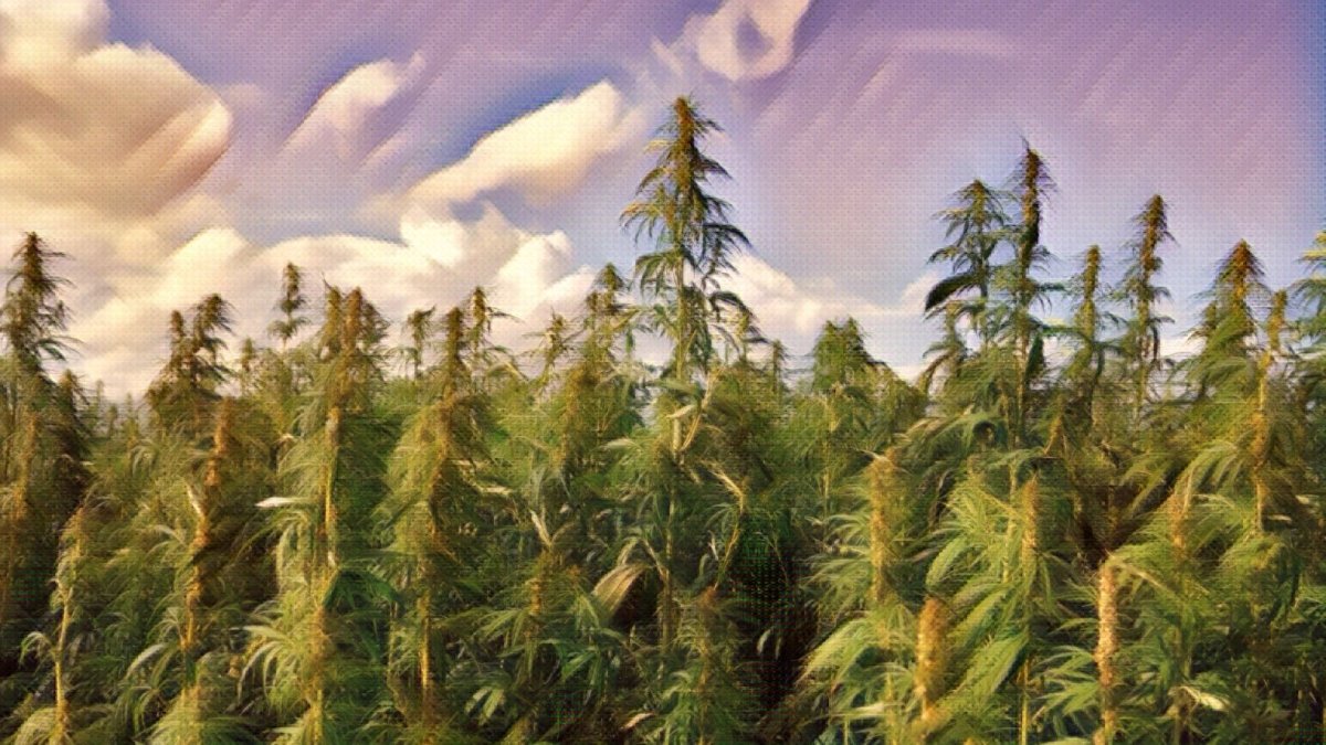 US Hemp Harvest Production Declines More Than 50% - Hemp Well