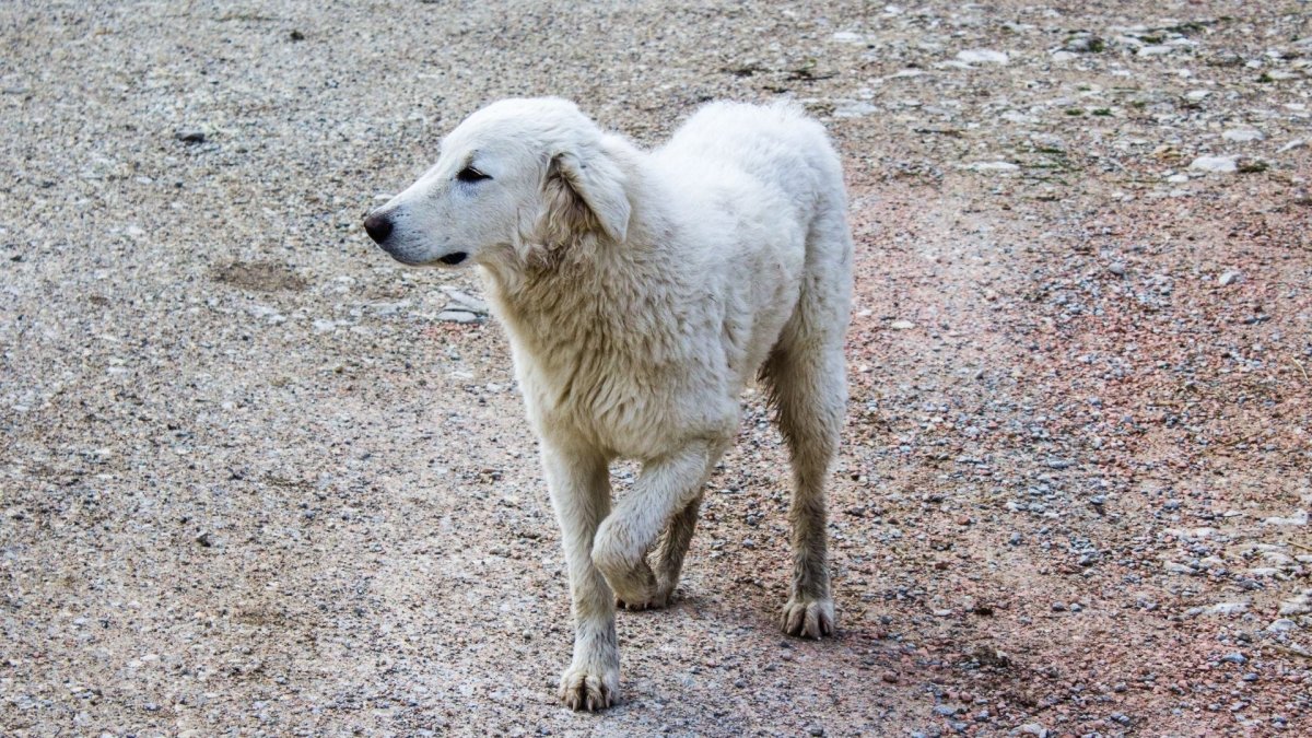 Why is my dog limping? - Hemp Well