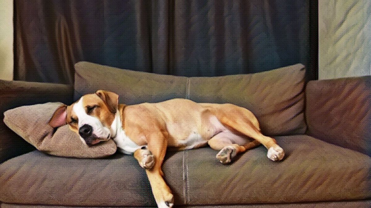 Your Dog's Sleep May Tell You About Their Health - Hemp Well