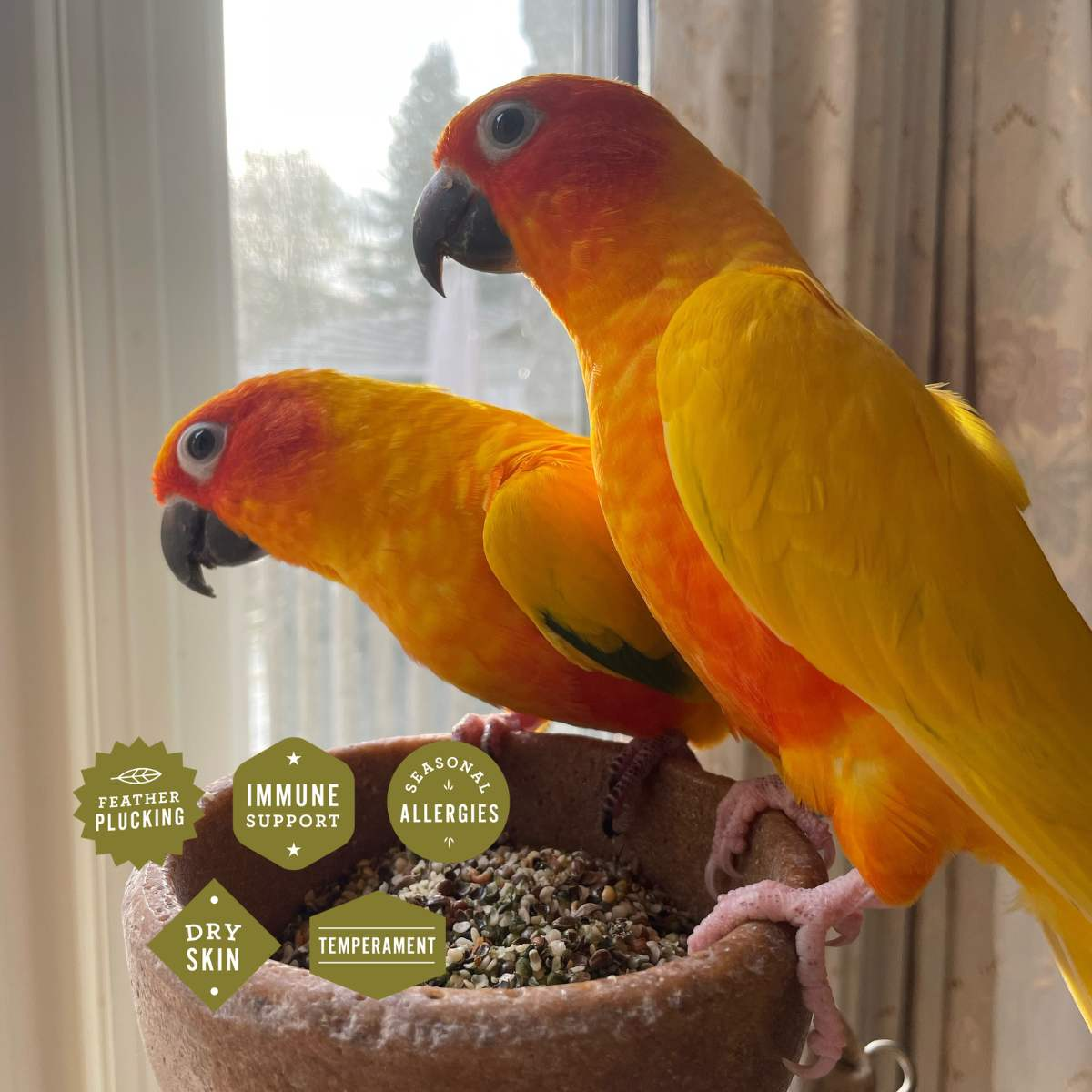 Hemp and CBD options for birds. parrots, canary, parakeet and other pet birds.