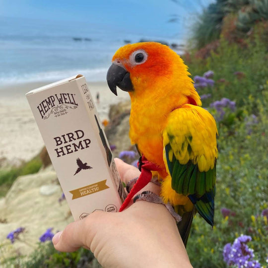 Bird Hemp Oil - Hemp Well avian hemp products bird bird health supplements