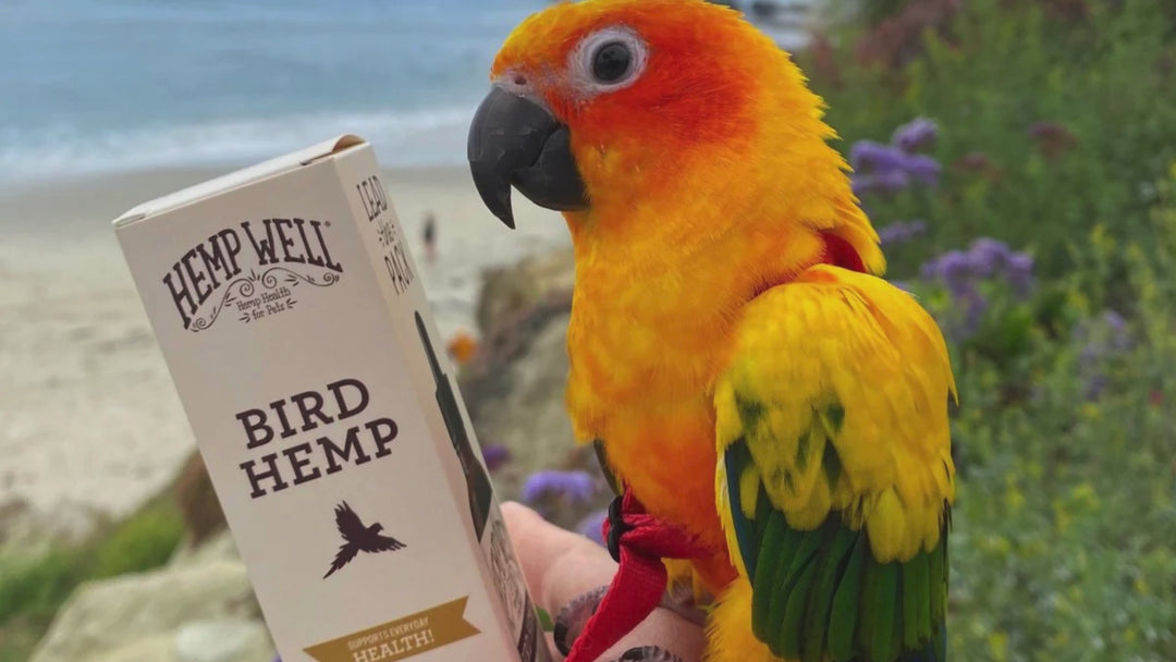 Organic Bird Hemp Oil - 2 ounces