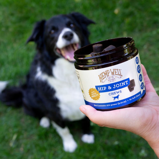 Hip & Joint Dog Soft Chews - Hemp Well dog hip Hip Joint Dog
