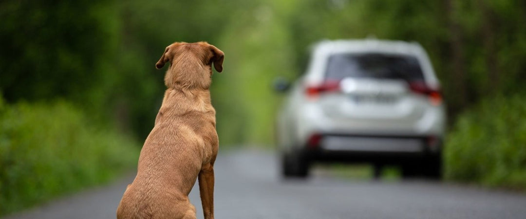 1,000,000+ Annual Accidents: How to Prevent Your Dog from Becoming a Statistic