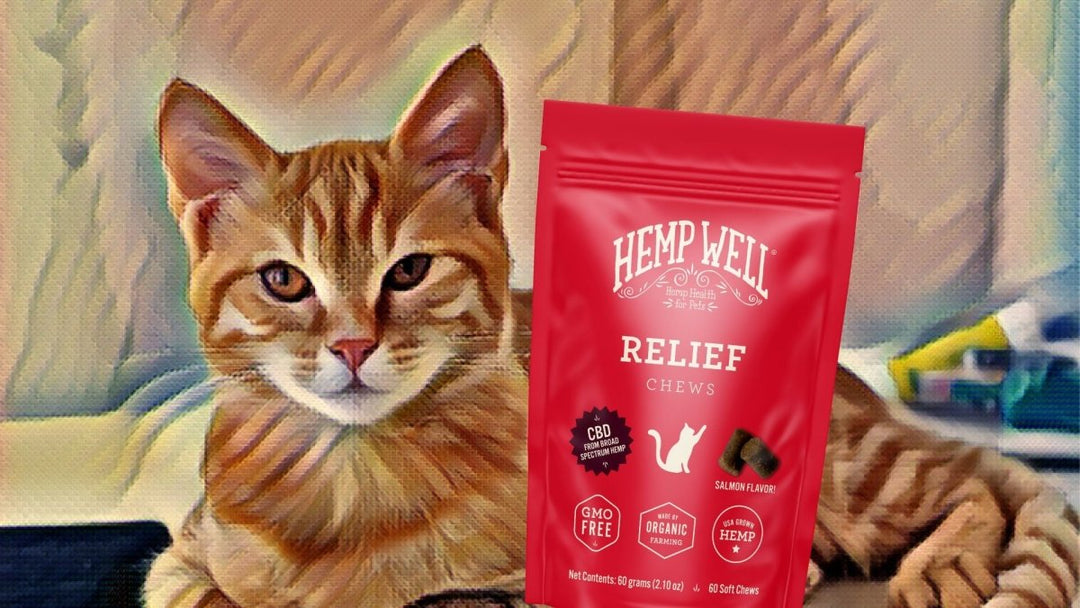 4 Reasons to Start Giving Your Cat CBD Cat Treats