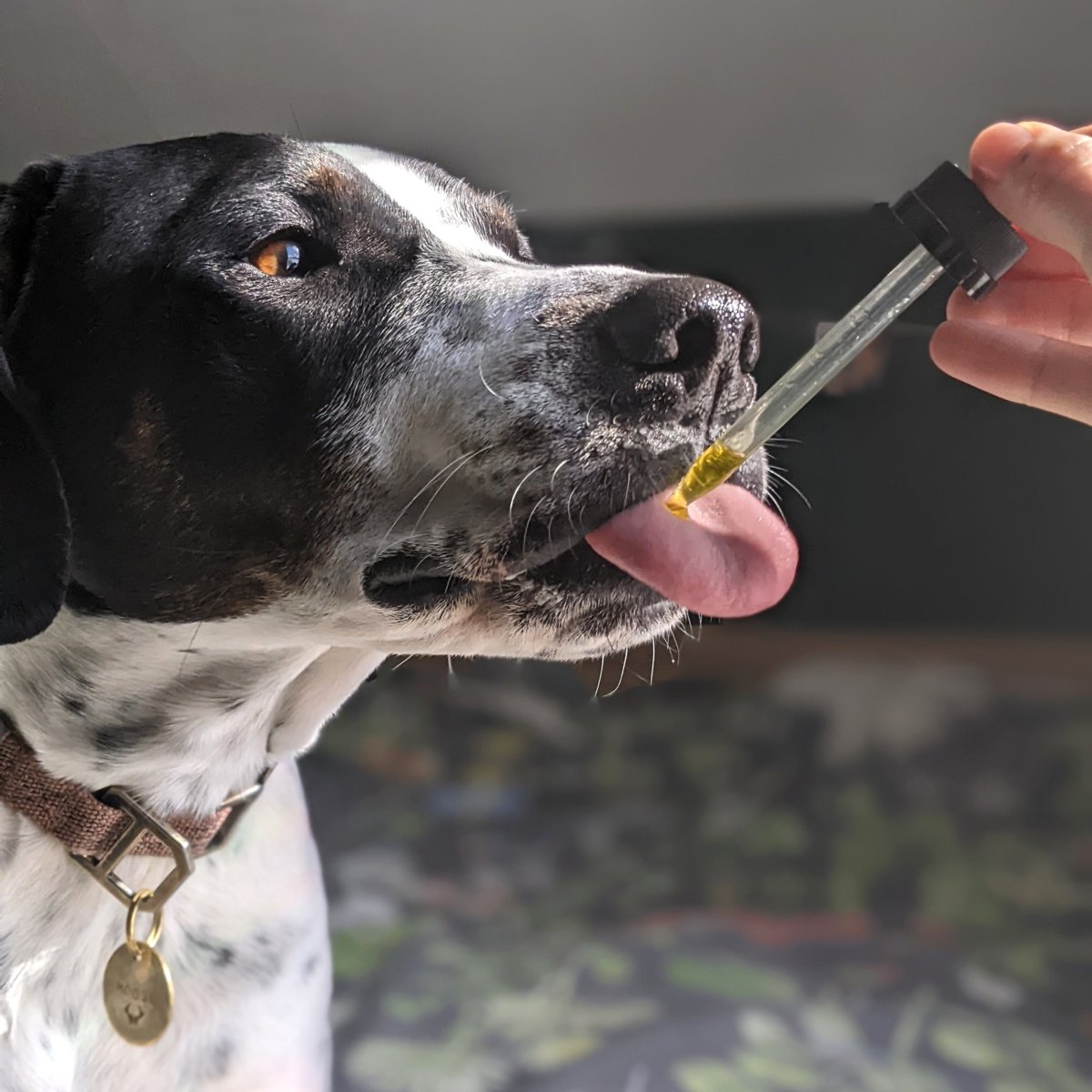 5 Things To Know Before Giving Your Pet CBD - Hemp Well