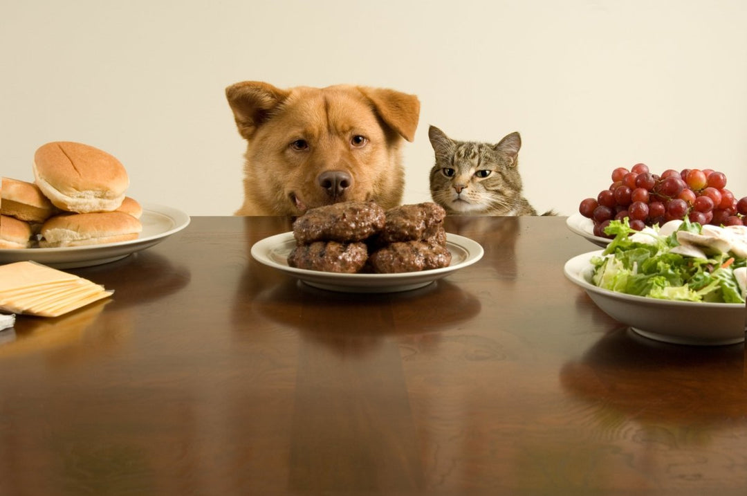 5 Toxic Foods to Avoid Feeding Your Pets