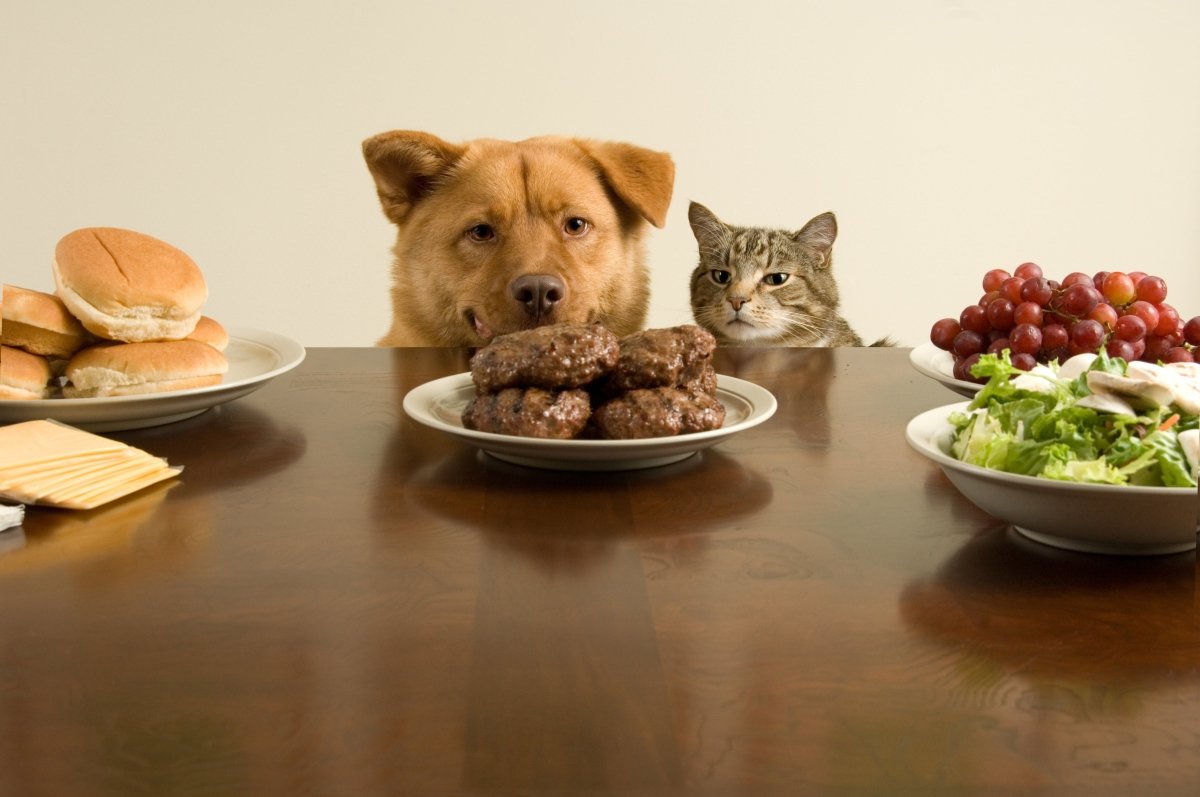 5 Toxic Foods to Avoid Feeding Your Pets - Hemp Well