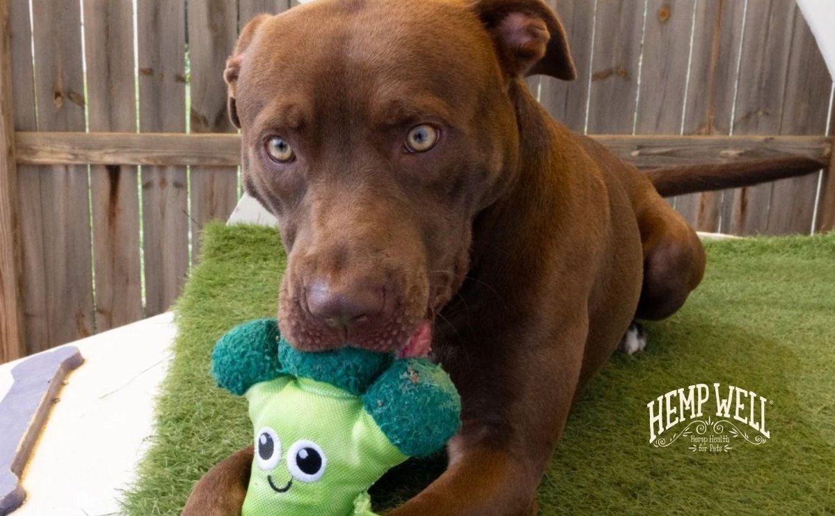 5 Ways to Calm Down a Hyper Dog