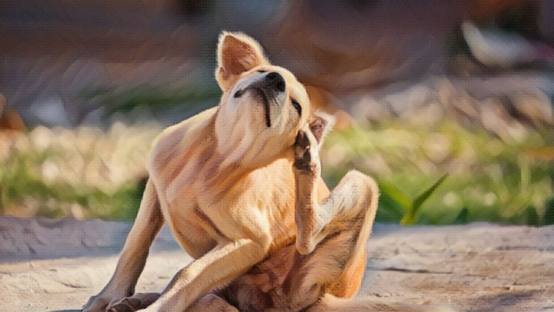 5 Ways to Give Your Dog or Cat Healhtier Skin with Hemp Well