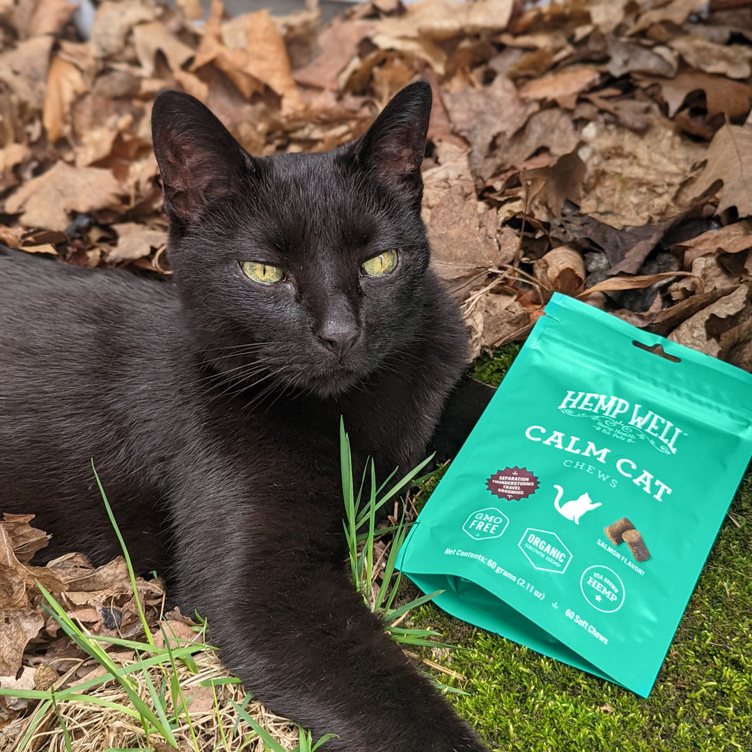 CBD for Cats Anxiety: Natural Ways to Help Your Cat Stay Calm
