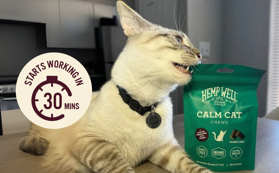 How to Calm a Cat for Travel, Grooming, or Vet Visits