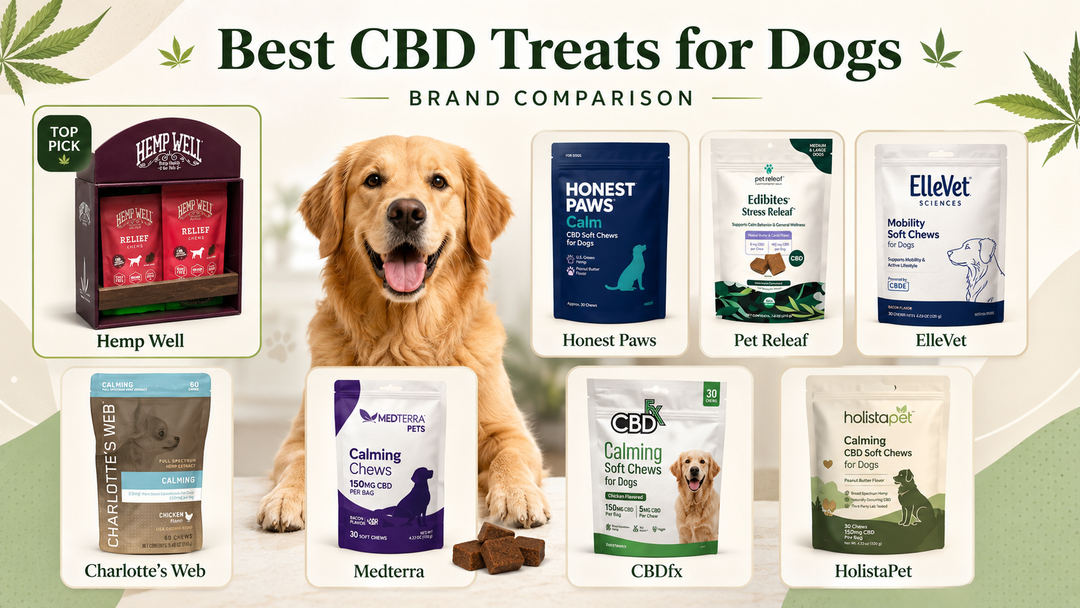Best CBD Treats for Dogs Available in the United States
