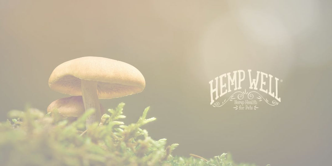 Fruiting Body Mushrooms: Why They’re the Gold Standard for Immune Support