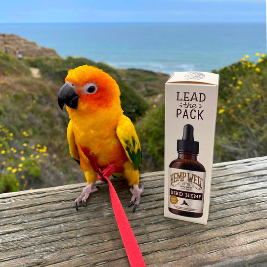 CBD for Birds: Can It Help with Stress and Hormonal Issues?