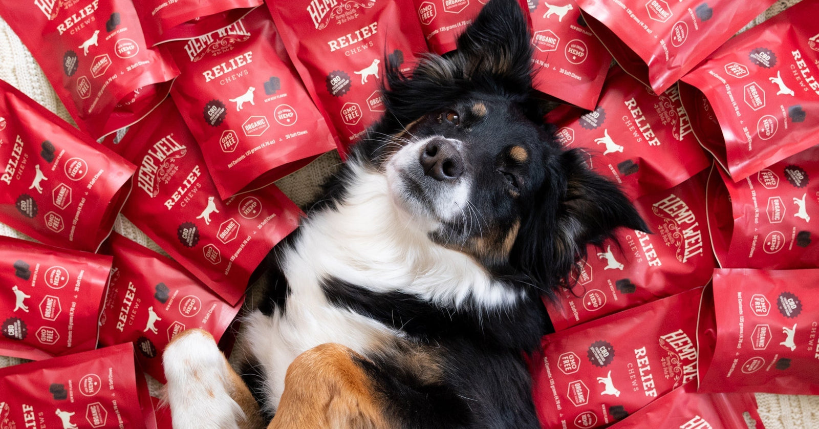 How do you choose a CBD product for a dog? Learn how to check CBD amount