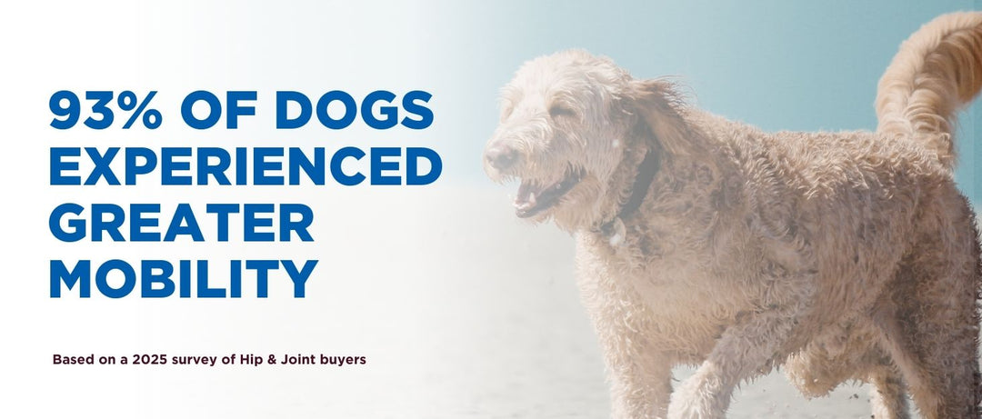 Best Joint Supplements for Senior Dogs: What to Look For