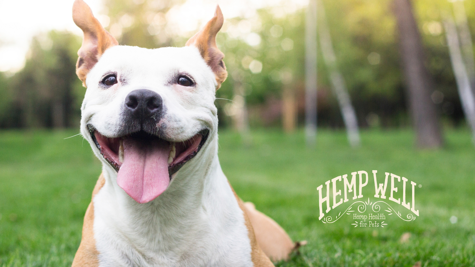 Hemp Oil for Dogs: Benefits & Uses
