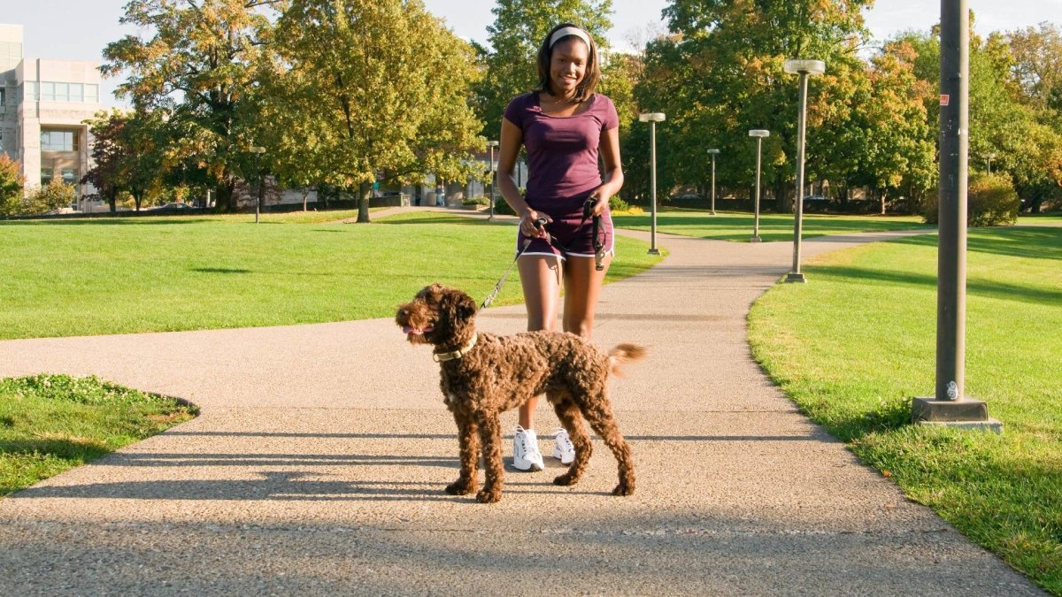 A Dog's Best Friend: How Often Should I Walk My Dog? - Hemp Well