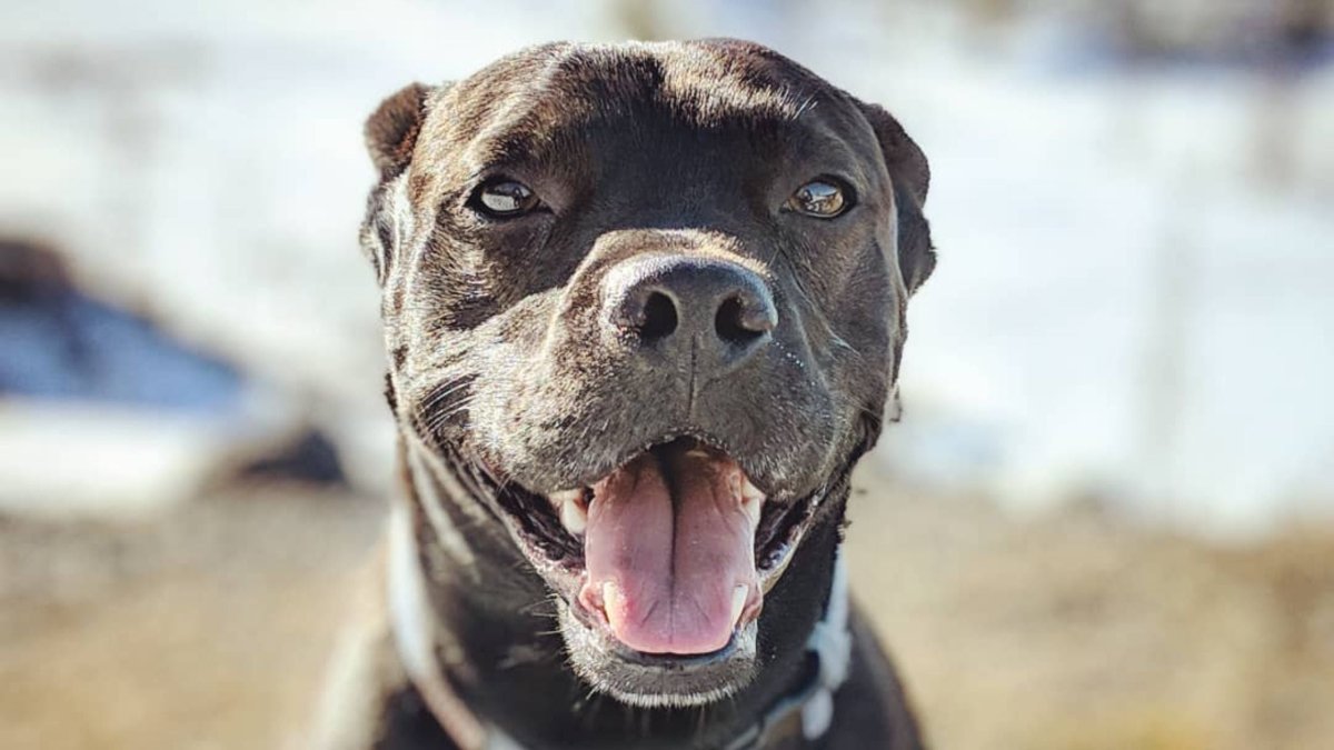 AKC Releases 2023 Most Popular Dog Names List - Hemp Well