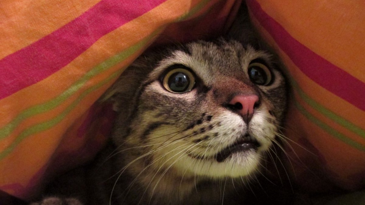 Best Cat Cafes in the US - Hemp Well