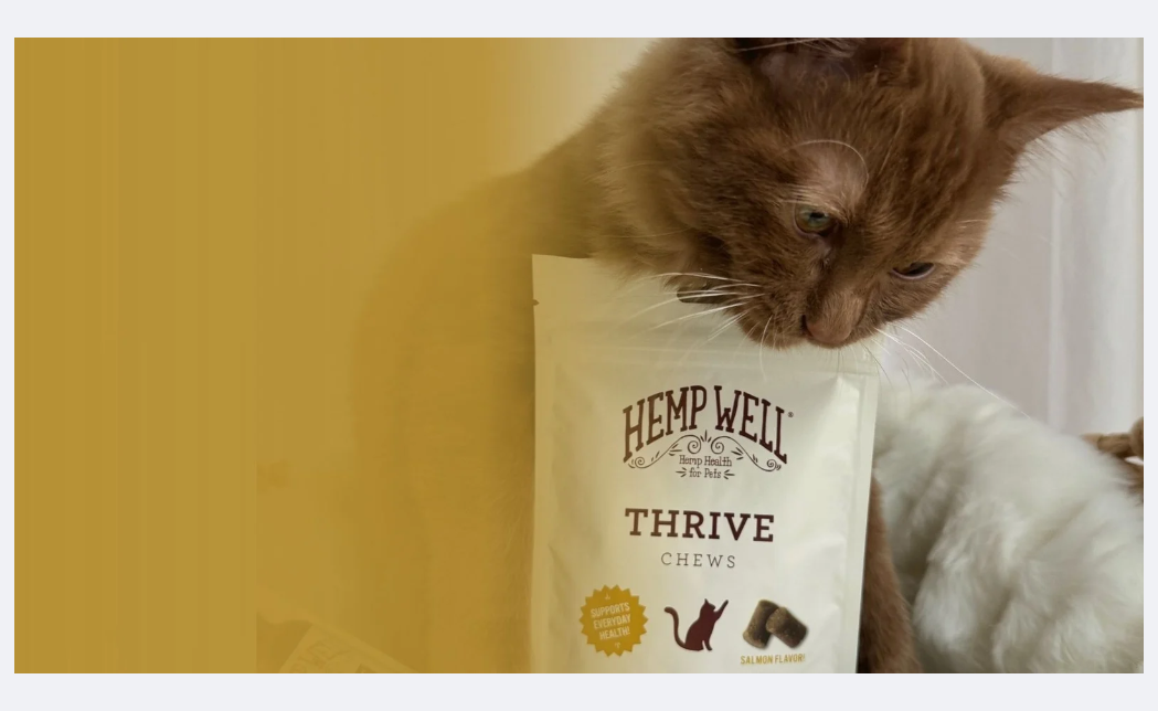 The Best Cat CBD and Calming Treats
