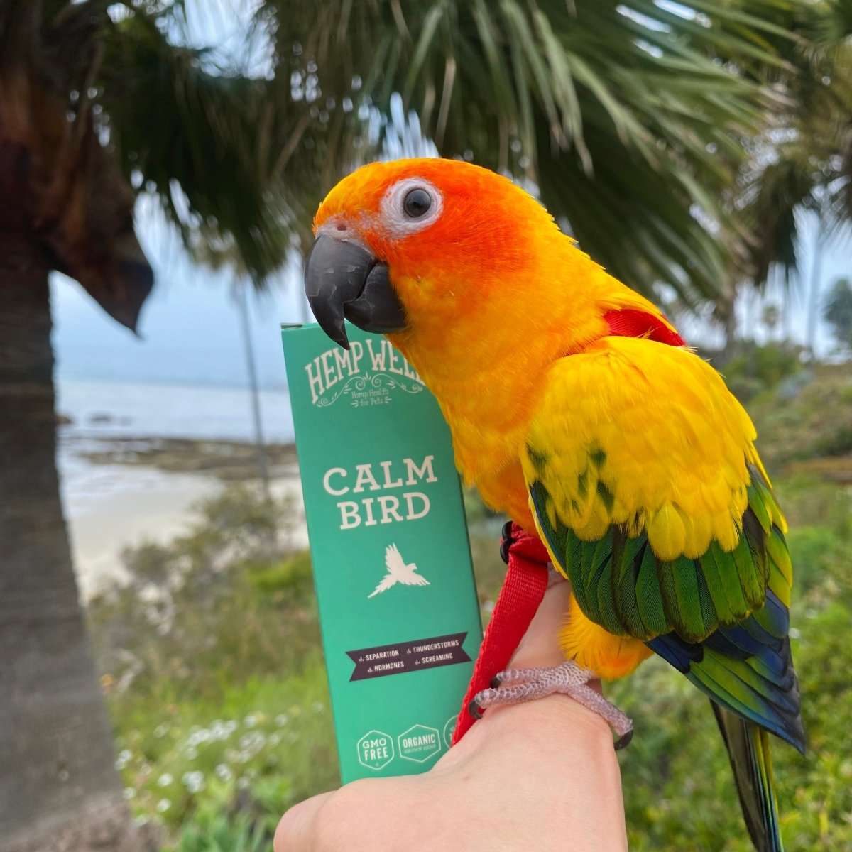 How to Stop a Bird From Screaming or Feather Plucking Naturally