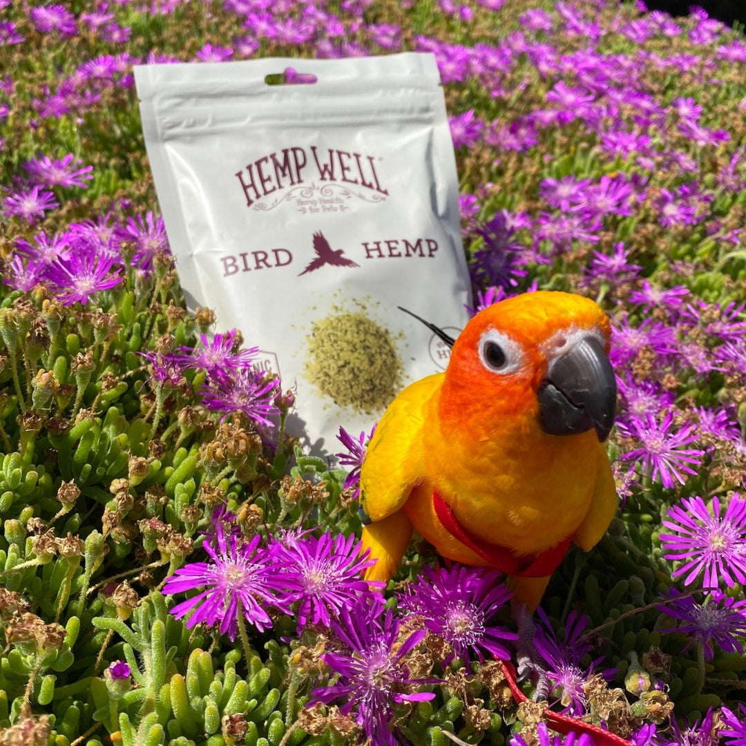 Bird Hemp Hearts: Omega Support for Feathers and Vitality