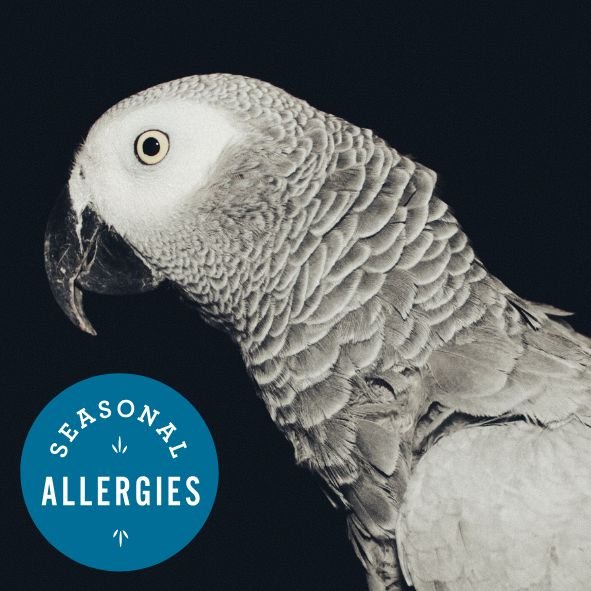 Is Hemp Safe for Parrots? Hemp Hearts, Hemp Oil and CBD Explained