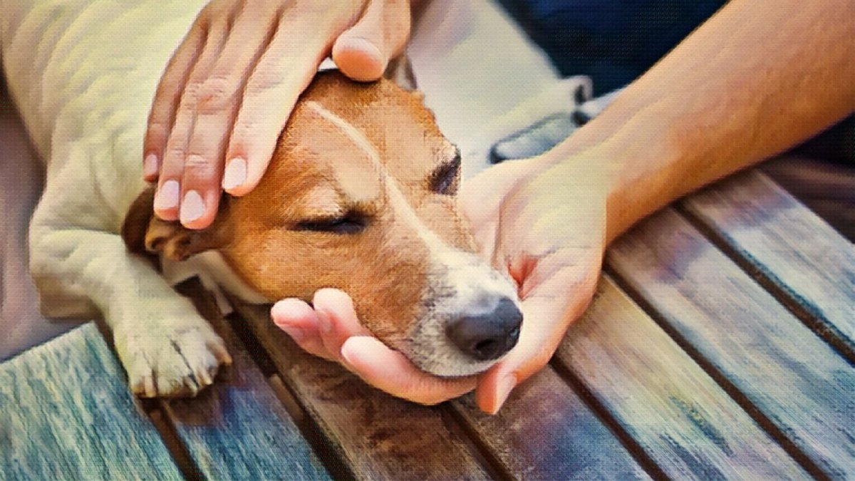 Can Dogs and Cats Take CBD Oil Made for Humans? - Hemp Well