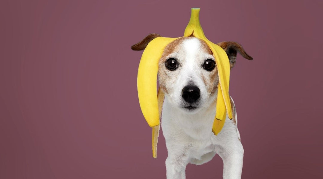 Can Dogs Eat Bananas?