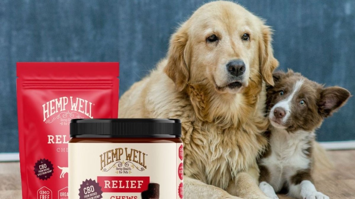Can dogs have CBD every day? 3 amazing tips! - Hemp Well